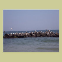 Gaviotas tarjetas postales