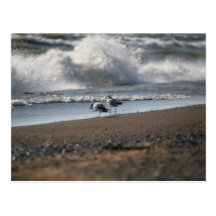 gaviotas tarjetas postales