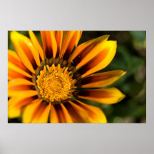Gazania anaranjado el | Orangefarbene Gazanie Poster