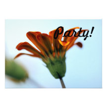 Gazania Anuncios
