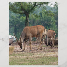 Gazelle, parque zoológico del animal salvaje, 羚. flyer a todo color