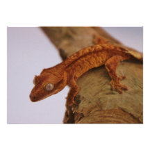 Gecko con cresta en un registro anuncios  