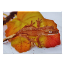 Gecko con cresta en una hoja invitación personalizada