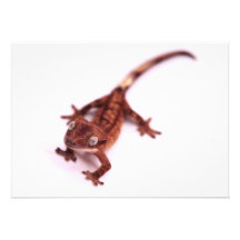 Gecko con cresta que camina en un ángulo comunicado