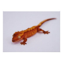 Gecko con cresta rojo invitaciones personales 