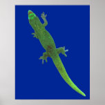 Gecko de Digitaces en el poster azul