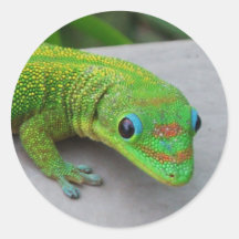 Gecko del día del polvo de oro - haga una prueba y etiqueta redonda