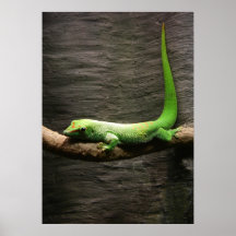 Gecko Posters