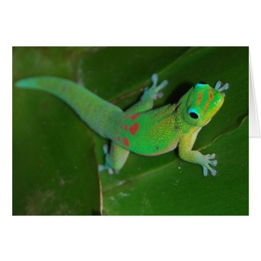 Gecko que cruza en la noche felicitación