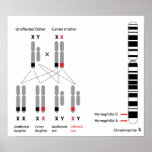 Genética del poster de la hemofilia
