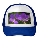 Geranio con la abeja gorra