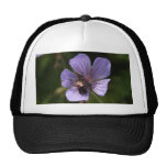 Geranio púrpura con la abeja gorros  