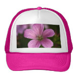 Geranio rosado gorros  