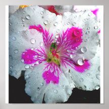 geranium2 posters