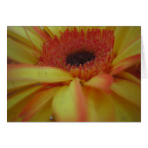 Gerber amarillo tarjeta