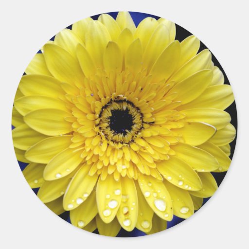 Gerbera amarillo etiquetas  