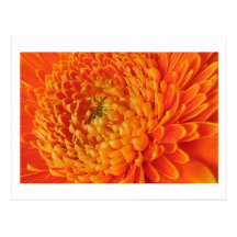 Gerbera Postal