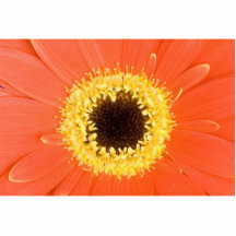 Gerbera rojo esculturas fotográficas