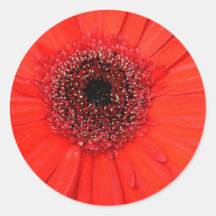 Gerbera rojo etiquetas redondas