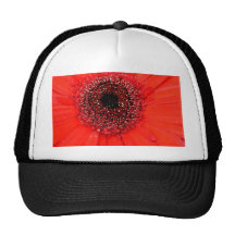 Gerbera rojo gorros  