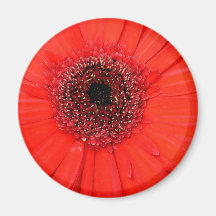 Gerbera rojo iman de frigorífico