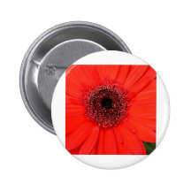 Gerbera rojo pin