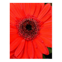 Gerbera rojo postales