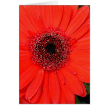 Gerbera rojo tarjeta