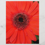 Gerbera rojo tarjetas informativas