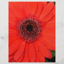 Gerbera rojo tarjetas informativas