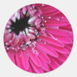 Gerbera rosado del agua pegatina redonda