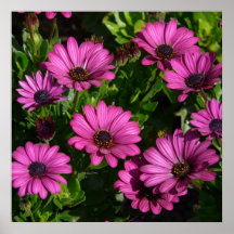 Gerbera rosado posters