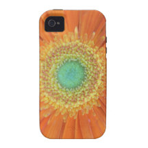Gerbera Sun iPhone 4 Carcasas