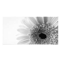 Gerbera Tarjetas Fotograficas