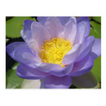 Gigantea azul postales