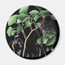 Ginkgo biloba - kühlschrankmagnete