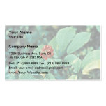 Ginseng (americano) plantilla de tarjeta de visita