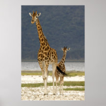 Giraffes Poster