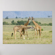 Giraffes Poster