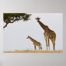 Giraffes Poster