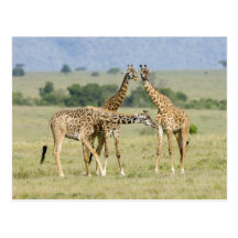 Giraffes Postkarten