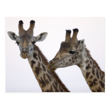 Giraffes Postkarten
