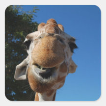 GiraffeSticker Calcomanías Cuadradas