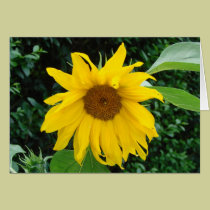 Girasol a solas tarjetas