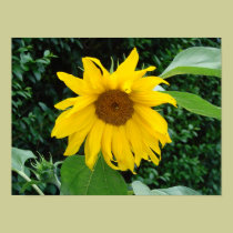 Girasol a solas posters