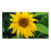 Girasol a solas tarjetas de visita