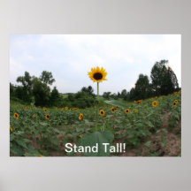 girasol alto poster