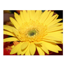 Girasol amarillo de la flor postal