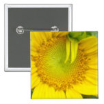 Girasol amarillo Upclose Pins