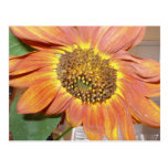 Girasol anaranjado por completo postal